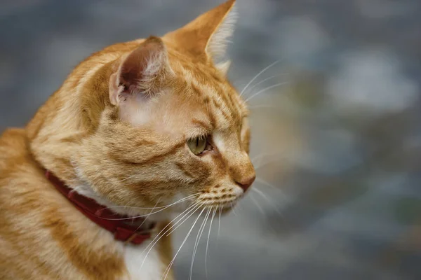 Bucarest Rumania Octubre 2020 Gato Naranja Una Calle Del Centro — Foto de Stock