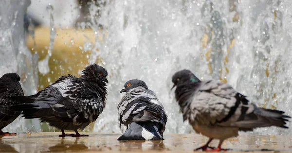 Bucarest Rumania Julio 2021 Las Palomas Lavan Beben Agua Una —  Fotos de Stock