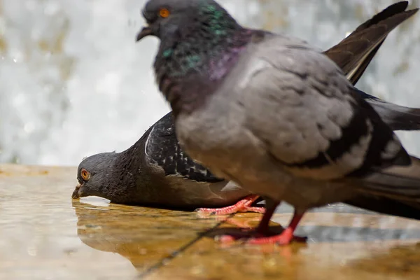 คาเรสต โรมาเน กรกฎาคม 2021 นกพ ราบล างและด าจากน ในบ คาเรสต — ภาพถ่ายสต็อก