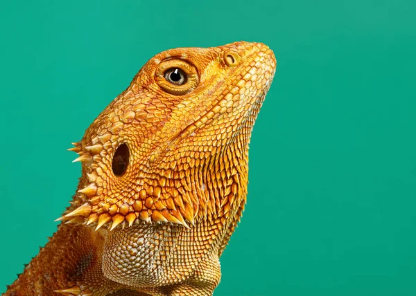 Head of an orange color Bearded Dragon (Agama) female lizard. Isolated on green background, macro.