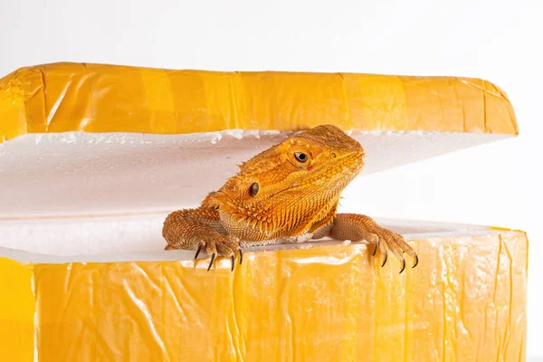 Australian Bearded Dragon (Agama) looks out of the post parcel box (packaging). Concept of exotic animals illegal transportation and sale (smuggling, contraband).