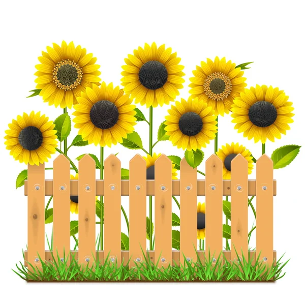 Vector Wooden Fence with Sunflowers — Stock Vector