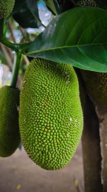 Ağaçtan sarkan büyük yeşil bir meyve belirgin dokusunu ve boyutunu gösteriyor.