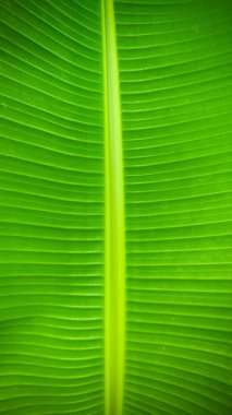 Yeşil muz yaprağının yukarıdan aşağı görüntüsü görünür damar desenli.