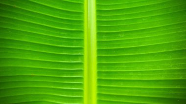 Yeşil muz yaprağının yukarıdan aşağı görüntüsü görünür damar desenli.