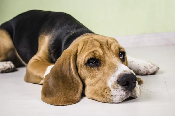 Жадная собака на полу грустная — стоковое фото