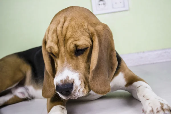 cute beagle dog sad