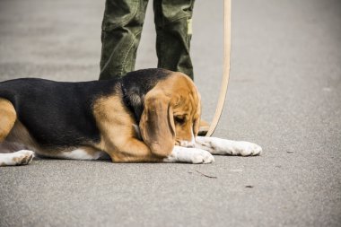 çocuğun bir beagle ile