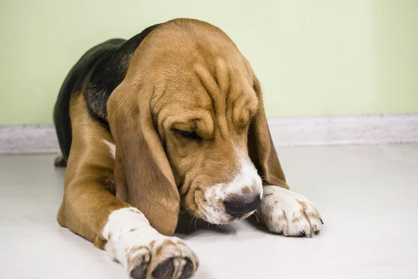 Lindo beagle perro triste — Foto de Stock