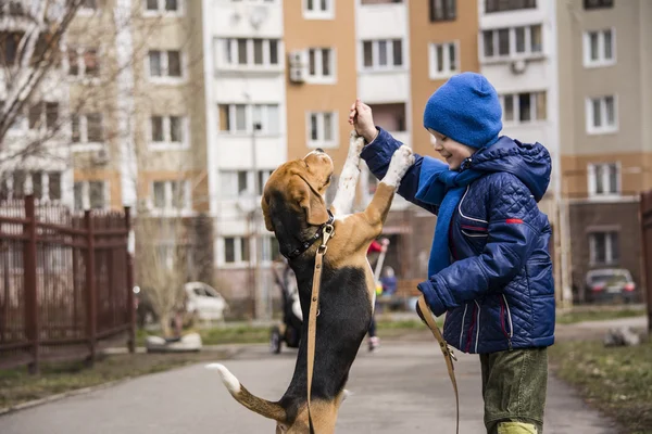 Ragazzo che cammina con un beagle — Foto Stock