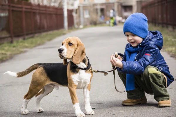 Menino andando com um beagle — Fotografia de Stock