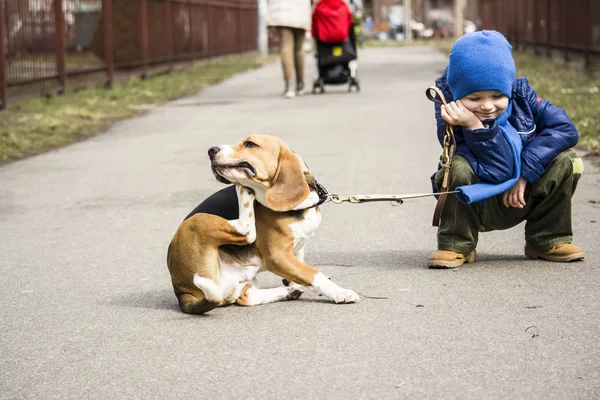 Menino andando com um beagle — Fotografia de Stock