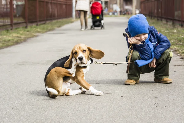 Menino andando com um beagle — Fotografia de Stock