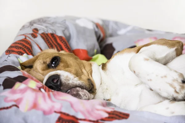 Beagle köpek üzgün 