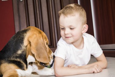 çocuk ile a beagle köpek çalış