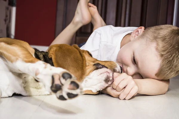 Menino brinca com um cão beagle — Fotografia de Stock