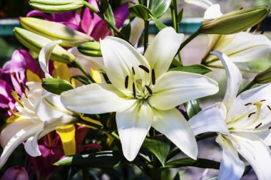 Bahçedeki beyaz zambak 