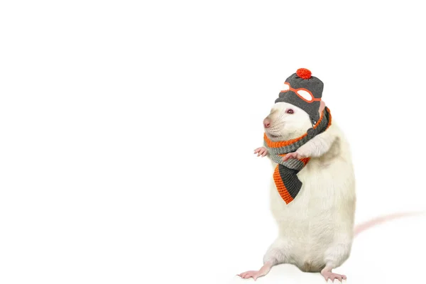 帽子とスカーフで面白い幸せなかわいいネズミが白い背景で踊る — ストック写真
