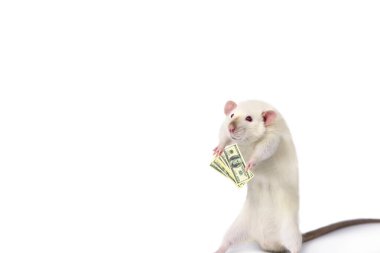 Komik sıçan beyaz bir arka planda elinde dolarları sayıyor.