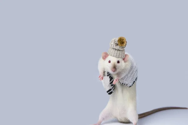 面白いかわいい白いネズミは灰色の背景に興味を持って見えます — ストック写真