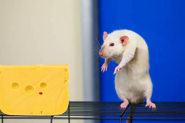 Rato Branco Engraçado Foge Até Grande Queijo Fundo Azul — Fotografia de Stock