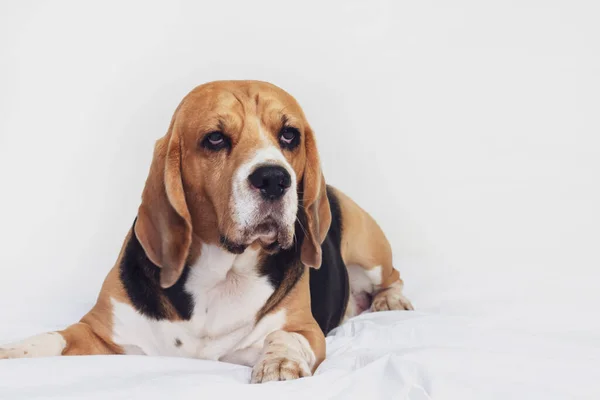 Divertido Perro Beagle Encuentra Cama Sobre Fondo Gris — Foto de Stock