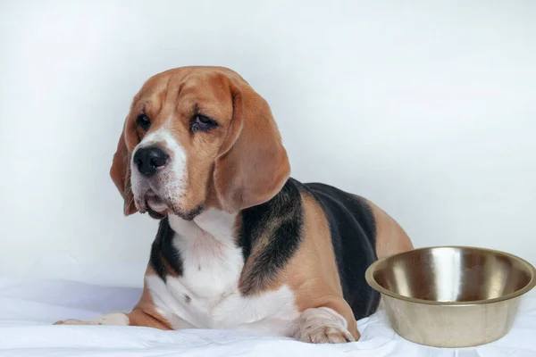 Lustiger Hundebeagle Liegt Auf Dem Bett Neben Einer Leeren Futterschüssel — Stockfoto