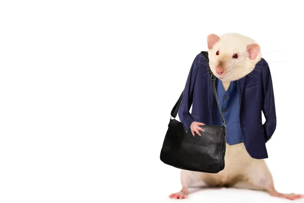 白い背景のスーツジャケットを着た面白いラットビジネスマン仕事 — ストック写真