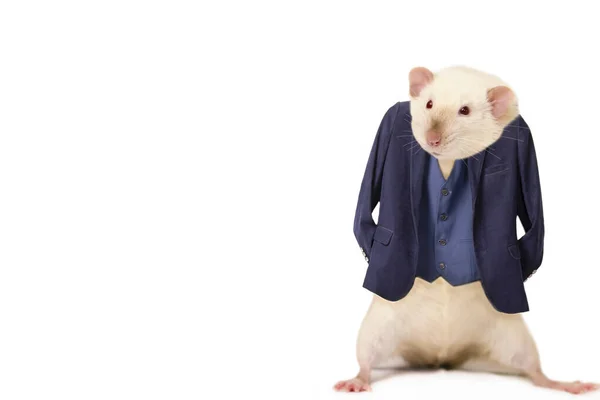 Śmieszne Szczur Biznesmen Garnitur Kurtka Białym Tle Praca — Zdjęcie stockowe