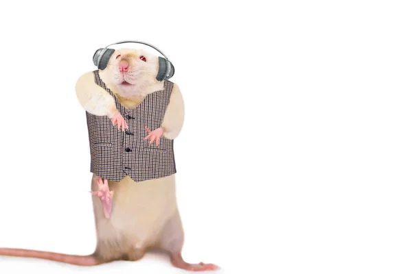 Drôles Rats Mignons Dans Les Écouteurs Danser Écouter Musique Sur — Photo