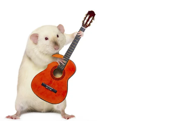 Lustige Niedliche Ratte Musiker Spielt Gitarre Auf Weißem Hintergrund — Stockfoto