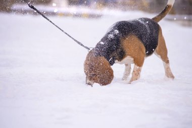 Komik, sevimli av köpeği kışın dışarıda karda oynuyor. 