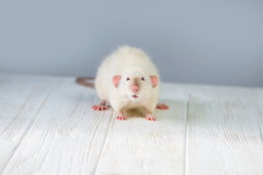 Komik beyaz sıçan tahta arka planda ilginç görünüyor. 