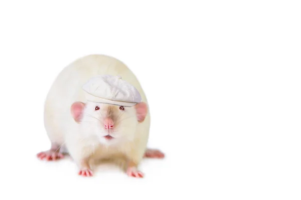 Engraçado Bonito Rato Branco Olha Com Interesse Fundo Madeira — Fotografia de Stock