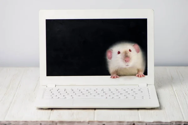 Funny Cute Mouse Looks Surprise Laptop Screen — Stock Photo, Image