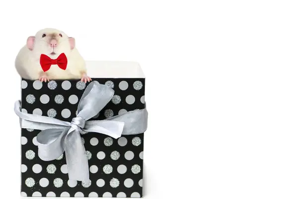 Funny Cute Mouse Climbs Out Looks Out Holiday Box Gift — Stock Photo, Image