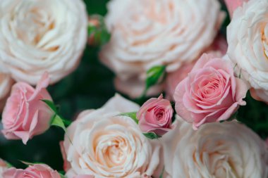 Güzel pembe ve beyaz güller yakın plan, arka plan 