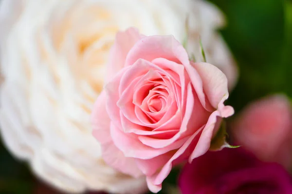 Bellissimo Tenero Rosa Bianco Rose Primo Piano Sfondo — Foto Stock