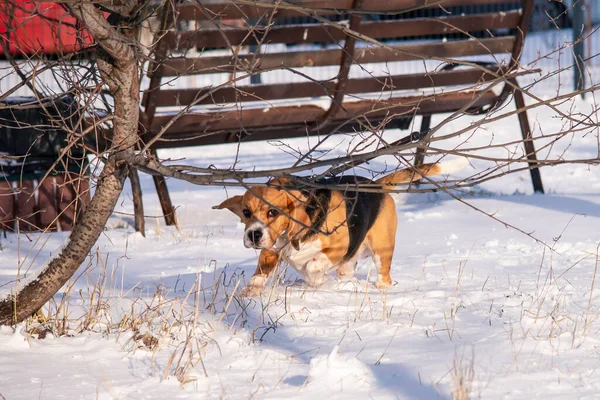 Cute Funny Dog Beagle Playing Snow Winter Outdoors — Stock Photo, Image