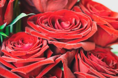 Güzel kırmızı gül buketi. Kapan, arka plan. 