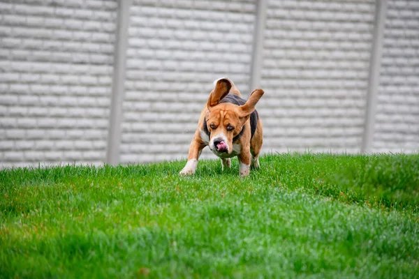 Grappig Schattig Beagle Hond Draait Groen Gazon Natuur Het Voorjaar — Stockfoto