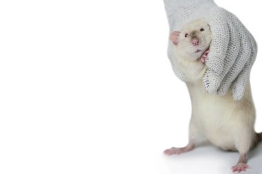 Komik şirin fare beyaz arka planda şaşırmış görünüyor. 