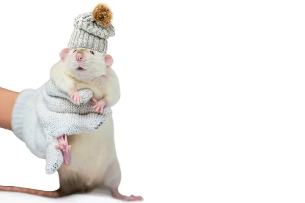 Drôle Mignon Rat Semble Surpris Sur Fond Blanc — Photo