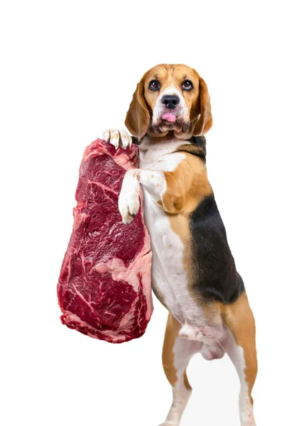 Engraçado Cão Beagle Segurando Apetitoso Bife Cru Sua Mão — Fotografia de Stock