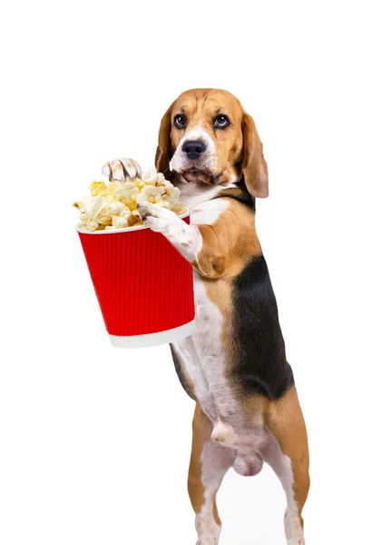 Zabawny Pies Beagle Trzyma Popcorn Ręku Wygląda Zainteresowaniem — Zdjęcie stockowe