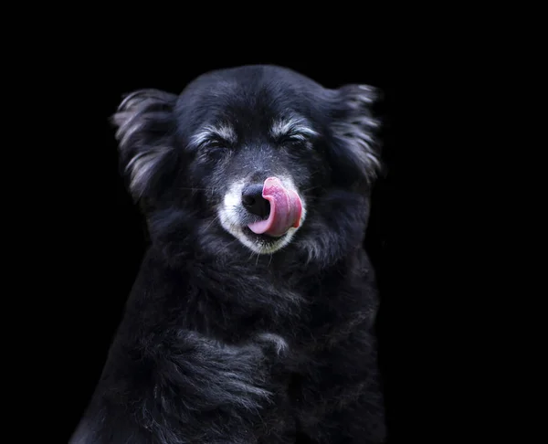 Retrato Perro Patio Lindo Divertido Con Lengua Fondo Negro — Foto de Stock