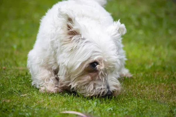 Schattig Grappig West Highland Terrier Spelen Gelukkig Natuur — Stockfoto
