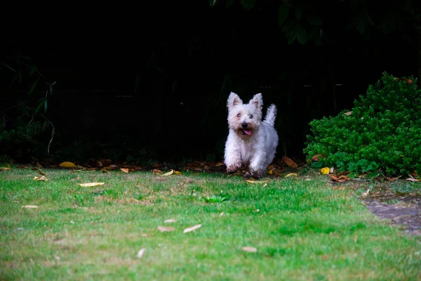 Komik Şirin Köpek West Highland Terrier Yazın Bahçede Oynuyor — Stok fotoğraf