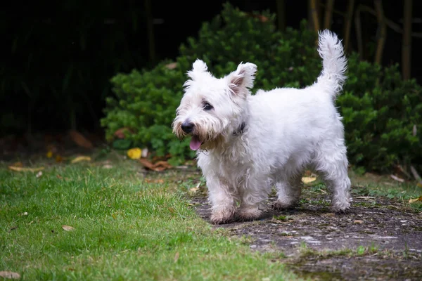 Engraçado Bonito Cão West Highland Terrier Jogando Jardim Verão — Fotografia de Stock