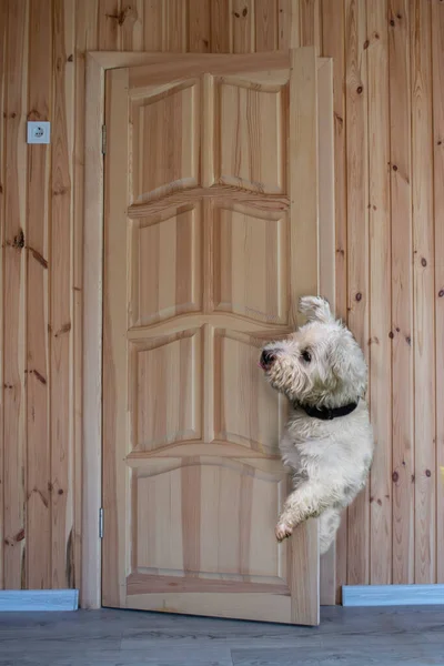 Funny Cute Dog West Highland Terrier Looks Open Door Interest — Stock Photo, Image